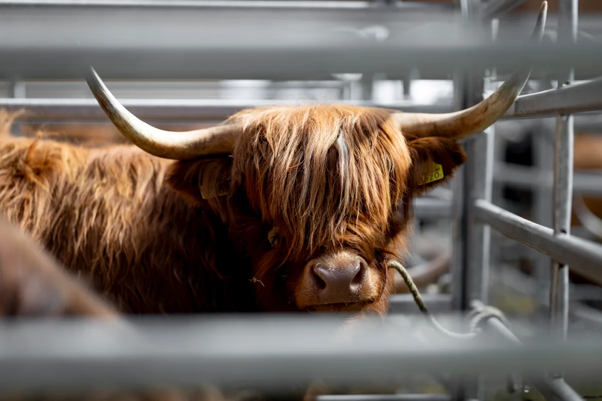 Man sieht den Kopf eines Highland Cattles.
